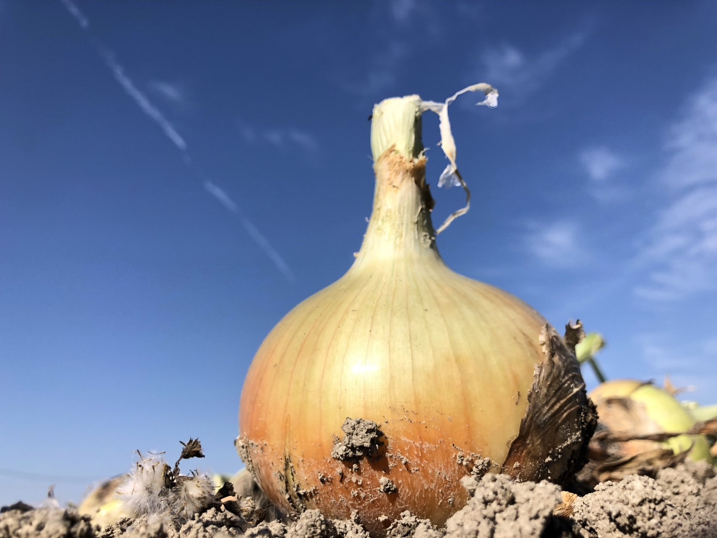 ブランドストリート　1番人気！淡路島産玉ねぎ苗　早生　七宝　600本 ブランドストリート 1番人気！淡路島産玉ねぎ苗 早生 七宝 600本