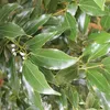 【送料込】からきパウダー｜沖縄産（無農薬）