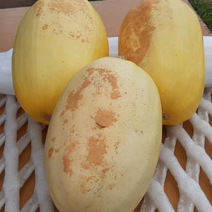 そーめんカボチャとバターナッツとゴーヤーのセット、すべて訳あり、１セット限定！！