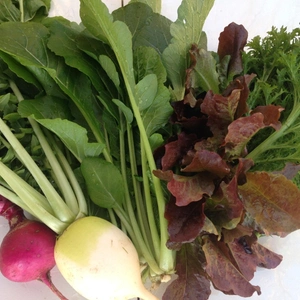 おすすめ旬の野菜セット　冷蔵　農薬・化学肥料・動物性堆肥不使用 5種の野菜セット