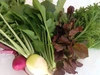 新鮮野菜セット小 クール便 農薬・化学肥料・動物性堆肥不使用 5種の野菜セット