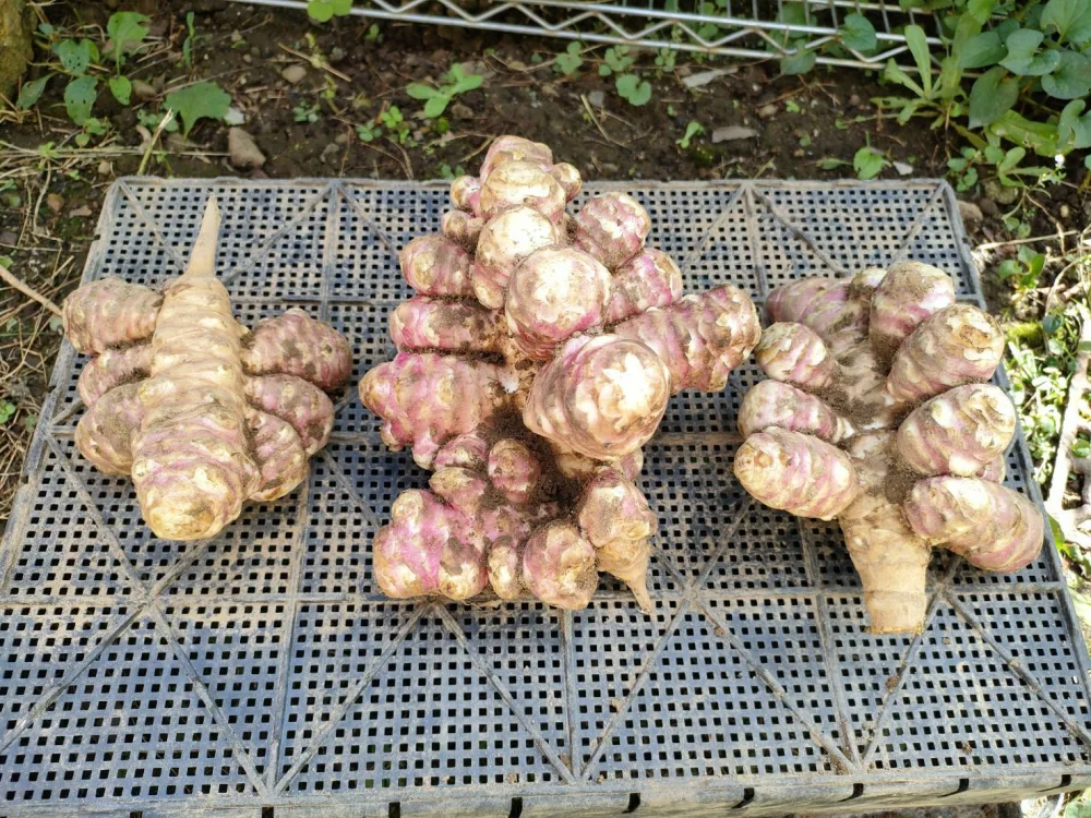 お得ななめらか紫菊芋パウダー90g×5袋セット(農薬化学肥料不使用)