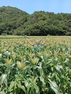 野菜界のフルーツ！？ホワイトコーン