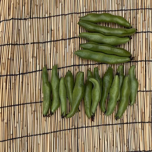 訳あり　期間限定　5月末位迄旬のそら豆　オオゲツ姫(食物神)の国からお届けします