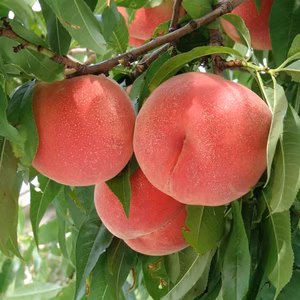 旬の桃(川中島白桃)の3kg(9-12玉)と2kg(6-8玉)１箱・南アルプス産