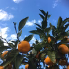 ジュースに最適！ご家庭用の青島みかん【農薬不使用】
