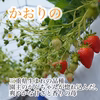 かおりの　常温【大粒】新鮮朝採りいちご