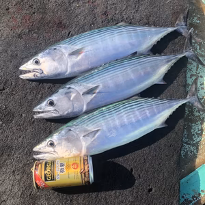 朝獲れ　一本釣りハガツオ　【小サイズ】