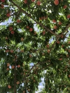ヨシヒコの桃(白っこver.3キロ箱使用)→早生白鳳以降の品種。