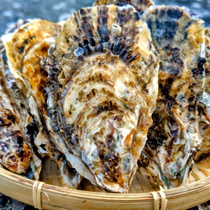 【今が旬！身入り◎】京丹後・久美浜産殻付き牡蠣（加熱用）