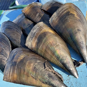 【平貝】日間賀島 漁師直送＝剥き身発送，即発送可！贅沢BBQ用でどうぞ‼︎