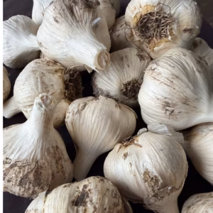 【買わないきゃ損‼️訳あり・土付き芽あり】青森にんにく白玉王（中小玉）