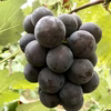 【葡萄好き園主お任せ】シャインマスカット&希少品種含む旬の葡萄2品種　
