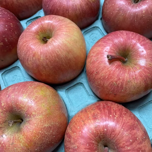 【青森県産】葉取らずサンふじりんご5キロ箱14個入