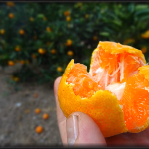 甘熟収穫！魔法のみかんと話題！「ゆらりん」お試し品２ｋｇ【225】