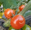 世界で唯一の笑顔を広げるトマト「ハピフルとまと」