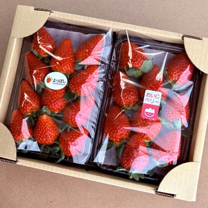 【いちご食べ比べ 】やよいひめ よつぼし おいCベリー