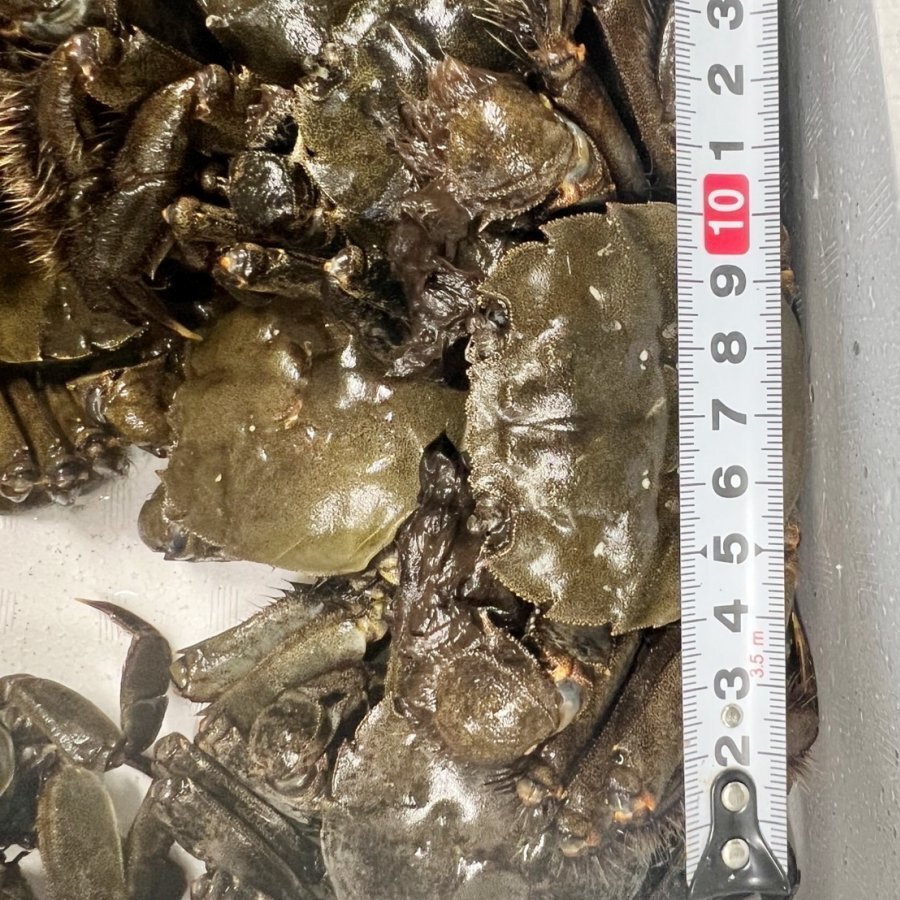 急速冷凍モクズガニ 大サイズ2kg～8kg ツガニ 蟹汁 カニかに も