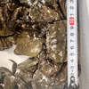 急速冷凍モクズガニ 大サイズ2kg～8kg ツガニ 蟹汁 カニかに もくずがに