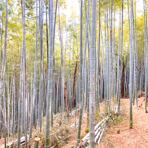 自然栽培たけのこ2kg【米ぬか不要】