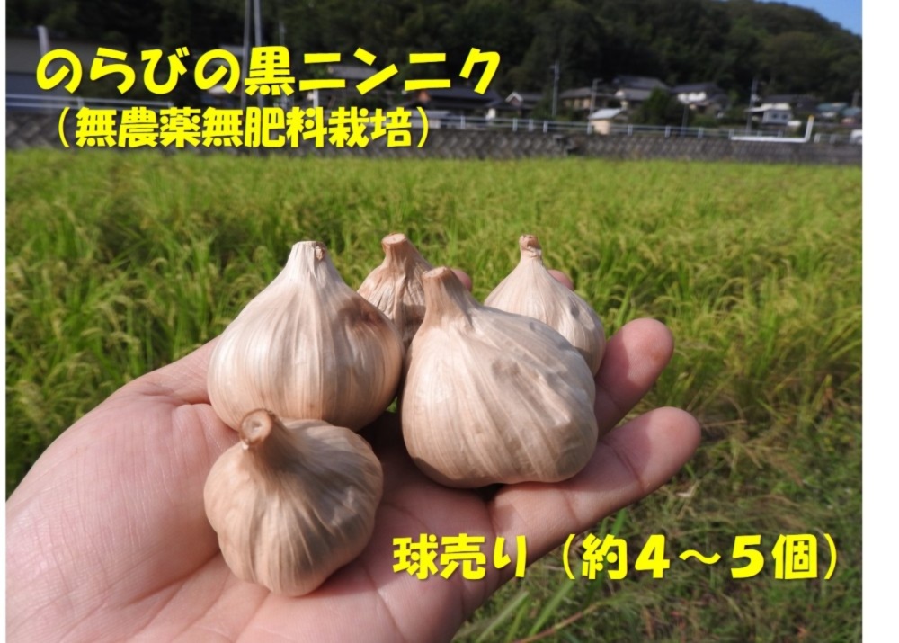 のらびの黒ニンニク 球売り 約100g のらび 農家漁師直送のポケットマルシェ