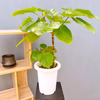 【在庫販売】　フィカス　ゴムの木　ウンベラータ　フィカスウンベラータ　インテリア