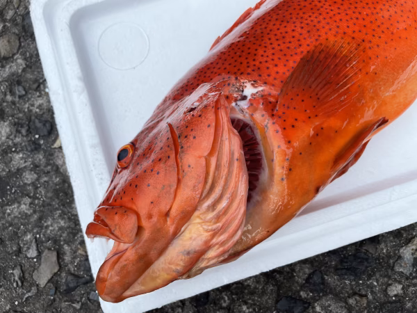 【魚突き】動画あり　傷あり　スジアラ3.0kg 鱗、内臓処理済