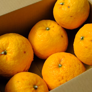 【農薬・化学肥料不使用】夏みかん 静岡県産