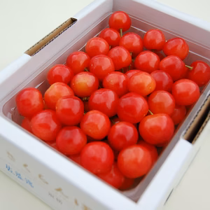 〈予約商品〉さくらんぼ【佐藤錦】秀500ｇ　お試しサイズにおすすめ