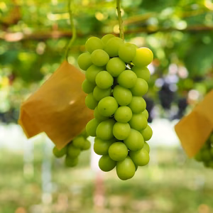 シャインマスカット2房詰め合わせご贈答用