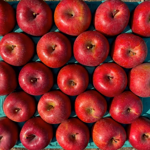 【ふじ】５キロ箱【小玉サイズ】