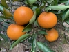 春の柑橘（春柑橘彩）セット4.5kg【予約商品につき3月〜発送】限定30箱