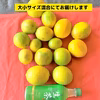 冬はホットレモネード！国産マイヤーレモン(5kg)
