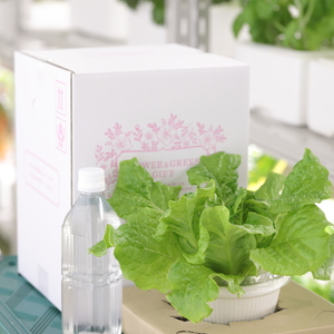 テーブル菜園・サンチュ　太陽光で育てるおしゃれなミニ菜園「ＬＥＤ栽培」