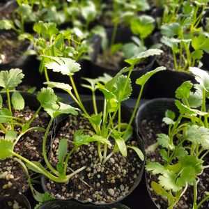 パクチー苗〜大好きなパクチーをご自宅で〜