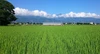 特別栽培米コシヒカリ1等（玄米30㎏精米可）送料サービスお得です！