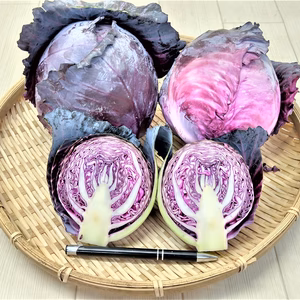 レッドキャベツ 　農薬不使用（無農薬）栽培