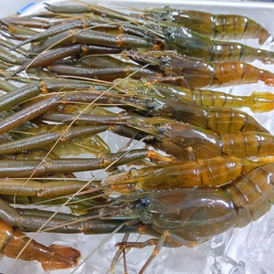 NOBU様専用　海部川天然川えび 600g