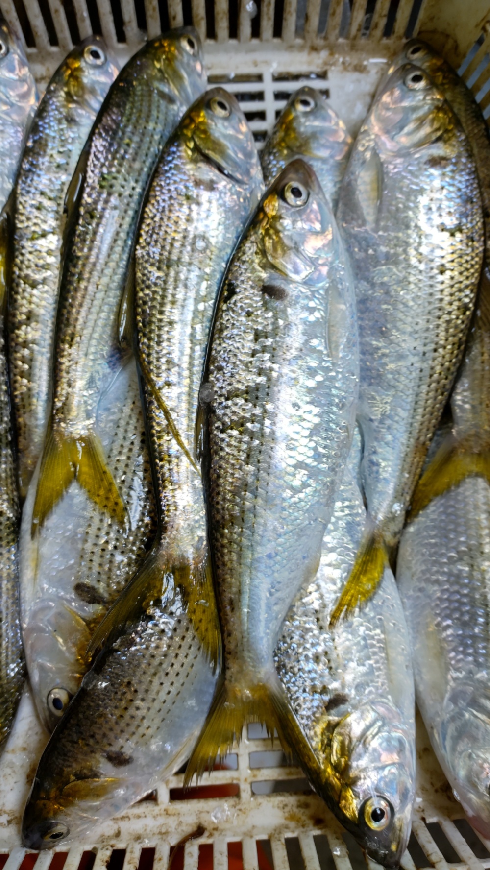 魚 コノシロ 刺身が絶品 農家漁師から産地直送の通販 ポケットマルシェ