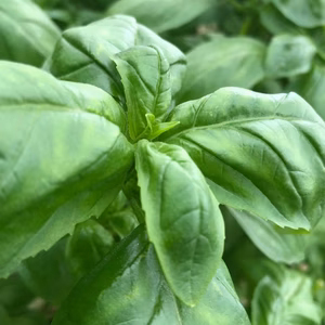 スイートバジル250ｇ