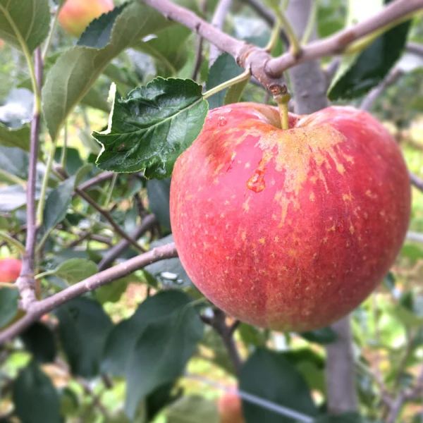 夏りんごと言えば りんご 超訳あり小玉 サンつがる 約2.5キロ 復興 予約特典