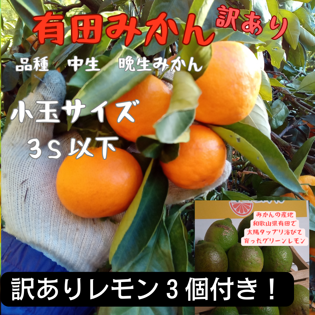 有田みかん 1キロ 味濃い熟成みかん サイズSからL 晩生 - 果物