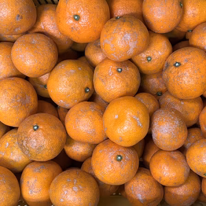 2025◆見た目に難あり 和歌山県産温州みかん 中生 農薬不使用 サイズ混合◆