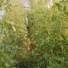 無農薬ソバージュ栽培のミニトマト