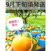 【長野県生まれ！完熟梨】 　 甘汁溢れる 高糖度 南水♪