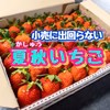 本州最北からお届け！夏秋いちご【内容量700〜800g】