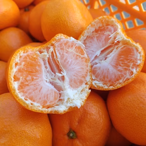 早生ミカン　秀品Lサイズ　年末年始の贈答にもどうぞ！