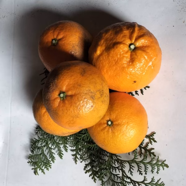 規格外　伊予柑箱込4キロ　〜いい予感・イヨカン〜no2