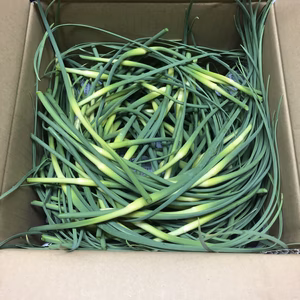 にんにくの芽　国産　季節限定