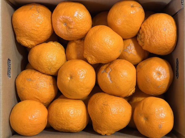 ヤバ！はるみ（超・ワケあり品）